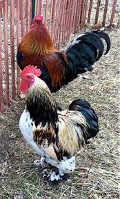 Domesticated males of the species gallus gallus: Rooster Dispute Could Spur Ban The Yellow Springs News