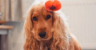 Bel consiglio è necessario completare un taglio di capelli con le forbici. Lola Il Cane Con I Capelli Cosi Belli Che La Gente Pensa Sia Una Parrucca