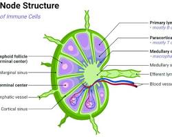 Image of Lymph nodes anatomy diagram