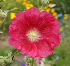 Image result for Alcea rosea