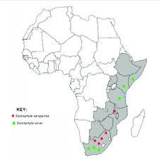 Image result for Sarcophyte