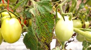 Image result for Septoria leaf spot of tomato