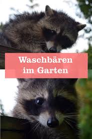 Waschbar Erntet Weintrauben Gartenbob De Der Garten Ratgeber Waschbar Im Garten Bar Waschbar