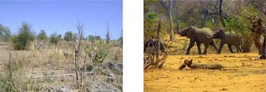 Image result for Androstachys