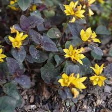Image result for Lysimachia djalonis