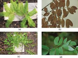 Image result for Brachystegia spiciformis × microphylla
