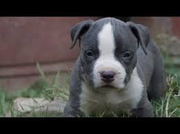 July 2016 American Bully Pocket Size Puppies For Sale In India Purebreed American Bullies Pup Youtube American Bully Puppies Pitbull Puppies For Sale