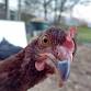 Backyard Chickens 101