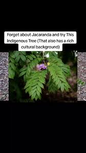 Image result for Millettia dura