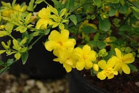 Jasminum Mesnyi Jardim Cor