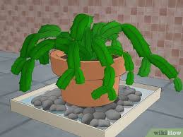 In fact, these epiphytic succulents are native to the tropical rainforests of southern brazil, where they grow on tree branches and soak up the high humidity. How To Care For A Christmas Cactus 14 Steps With Pictures