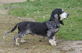 They are ckc registered, 3 girls and 4 boys available to very good responsible. Rare Dog Breeds Miniature Basset Hound For Sale In San Diego California Classified Americanlisted Com