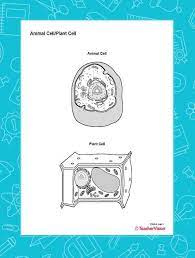 Blank plant and animal cell diagram. Animal Cell Plant Cell Blank Printable Printable 6th 12th Grade Teachervision