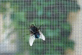 Small black flies that can fit into your budget and requirements as well. 7 Effective Ways To Get Rid Of Flies On A Patio My Backyard Life