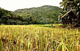 Petani sudah bergotong royong memperbaiki saluran irigasi yang rusak tapi tetap saja air tidak mengalir dengan lancar ke sawah. Petani Di Luwuk Dari Panen Kacang Hijau 18 Juta Hingga Kerja Sawah Tiga Kali Per Tahun Voxntt Com