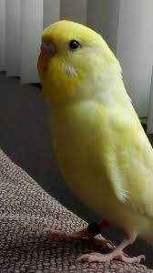 Budgie Joepie Budgies Parrot Animals