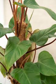 Image result for Filodendron Philodendron