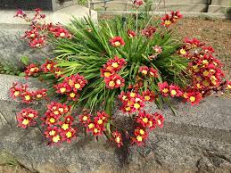 Image result for Sparaxis