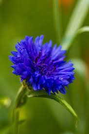 Blue Cornflower Blue Flowers Planting Flowers Indoor Flowering Plants