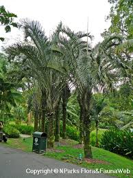 Image result for Dypsis decaryi