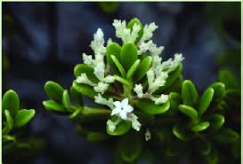 Image result for Alyxia