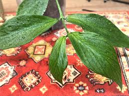 Image result for Ochna polyneura