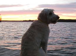 I inherited this 6yo dog and living here with 2 akitas and a german shepherd is not his best life. What To Do With Your Pets When You Go On Vacation