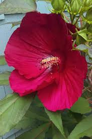 The meanings that are attributed to this flower are so interesting and we will discuss more about these meanings here so. 37 Of The Best Hibiscus Varieties Gardener S Path