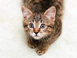 Jennifer coates, veterinary advisor with petmd for male cats, coates says that the benefits of neutering are primarily behavioral, although the procedure does eliminate the possibility that a cat will develop testicular cancer as he ages. Low Cost Spay Neuter Programs Petfinder