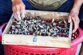 Quest'ultimo ricreerà l'effetto acqua marina e farà in modo che le vongole inizino a spurgare. Come Spurgare Le Vongole In Sette Semplici Passaggi
