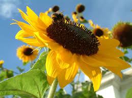 Tanaman ini biasa digunakan sebagai hiasan rumah dan. Bee On A Sunflower à¸à¸²à¸£à¸– à¸²à¸¢à¸ à¸²à¸žà¸— à¸§à¸— à¸¨à¸™