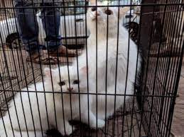 Today the persian is the most popular cat registered by the cat fanciers association. Navi Mumbai Persian Cats Lovebirds Seized From New Panvel Pet Shop Navi Mumbai News Times Of India