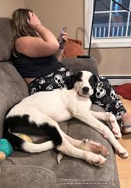 Blessed be the Bullies Rescue