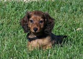 Douglas otis long haired guinea pig plush stuffed animal. Cutest Long Haired Dachshund Pictures List Of Adorable Long Dachshund Puppy Long Haired Dachshund Puppies Long Haired Miniature Dachshund