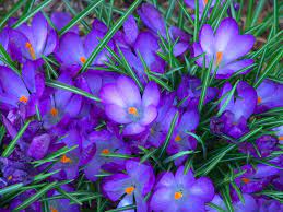 Blue Flowers Wallpapers High Quality Download Free Blue Flower Wallpaper Purple Flowers Wallpaper Flower Garden