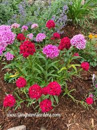 Proceeds benefit the falls church education foundation. Home Garden Tour A Virtual Stroll Through Gingham Gardens Gingham Gardens