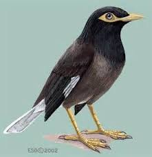Mynah Bird Painting Bing Images Mammals Zoology Bird Species