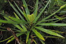 Image result for Pandanaceae