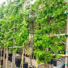 We did not find results for: Ù…ÙŠØ¹Ø© Ø³Ø§Ø¦Ù„Ø© Ø£Ù…ÙŠØ±ÙƒÙŠØ© Liquidambar Styraciflua Curtain Shaped Altingiaceae Sms Marmara Group
