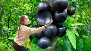 Image result for calabash