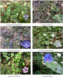 Image result for Commelinaceae