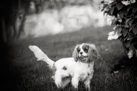 Maybe you would like to learn more about one of these? Black And White Dog Portraits For A Vip Client In Far Hills