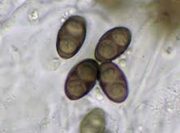 Image result for Diplocyclos tenuis