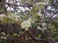 Image result for Lannea discolor