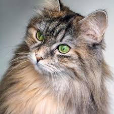 vzglyad zelyonyh glaz koshka kot vzglyad tovary dlya zhivotnyh sibirskie koshki kotopes
