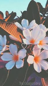 Floral Wallpaper Iphone Android New Wallpaper Iphone Flower Iphone Wallpaper Wallpaper Iphone Summer