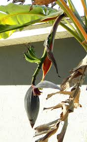 Read on to learn the basics of growing great hot peppers. How To Grow Bananas In North Florida The Survival Gardener