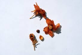 Image result for Dombeya torrida