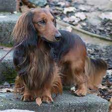 10 beautiful long haired dachshund pictures bark how long haired dachshund dachshund dog dachshund pictures