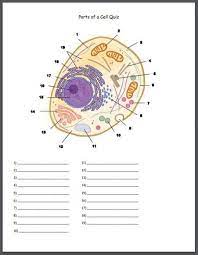 We did not find results for: Parts Of A Cell Identification Quiz Biology Worksheet Cell Organelles Biology Lessons